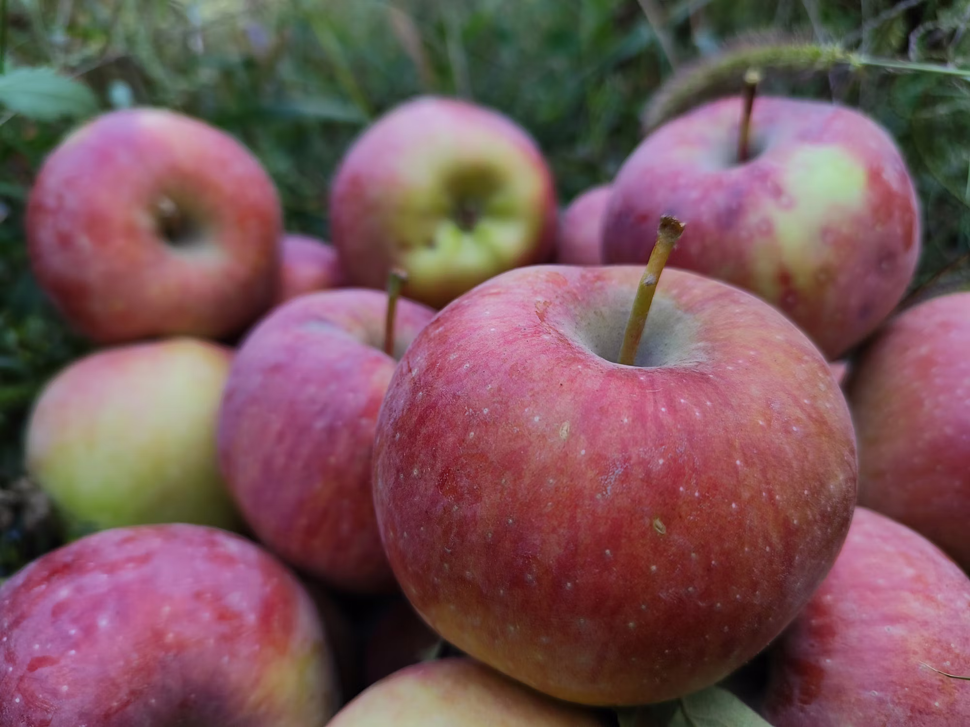 Harnessing the Power of Superfoods for Optimal Health